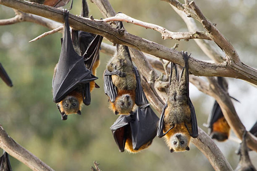 Australie : la chaleur écrasante tue des milliers de renards volants