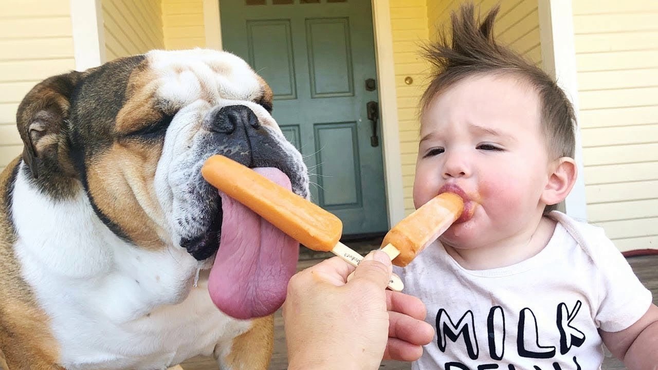 Babies and Dogs Are So Cute  Baby Boo Funny Videos
