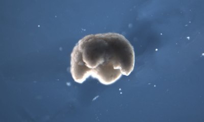 Crean máquinas vivas