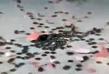 Free Stock Footage Piggy Bank Shattering