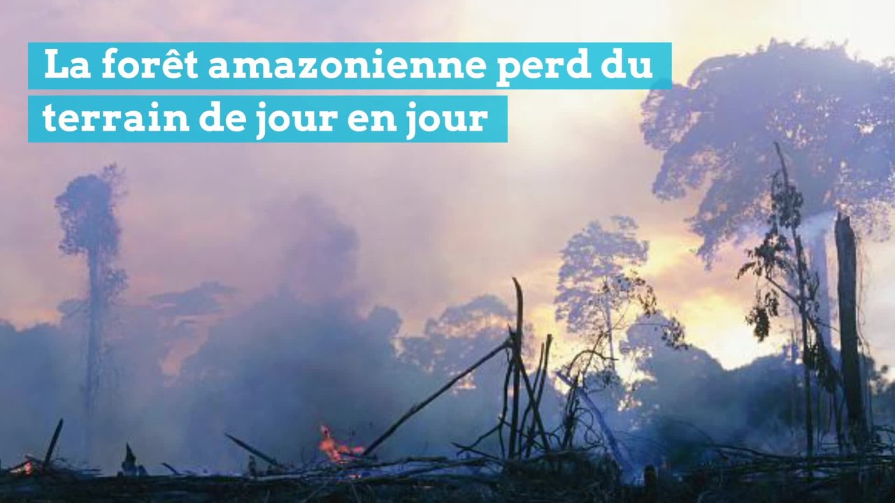 Après la déforestation massive de l’Amazonie au Brésil, les ONG montent au créneau