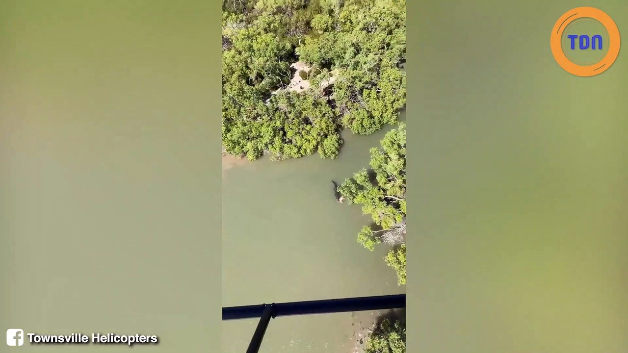 Insolite : un énorme crocodile filmé avec un cochon sauvage entre ses crocs