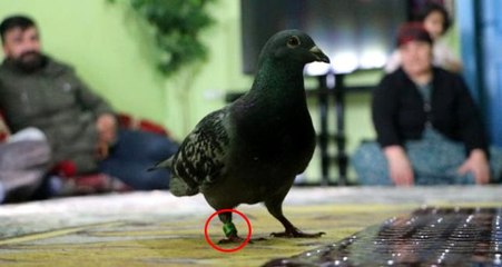 Hakkari'de ayağında 'iran 2018' yazılı halka bulunan güvercin yakalandı