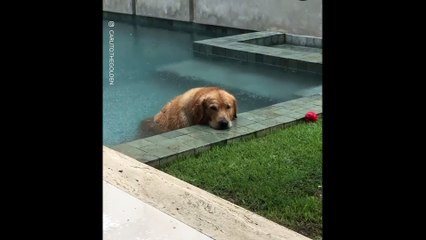 Ce chien chill sous la pluie dans une piscine !
