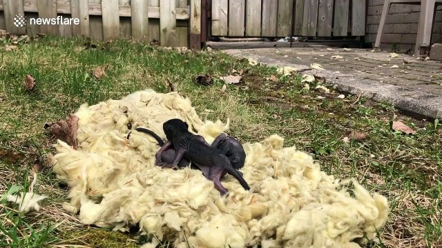 Mother squirrel collects her babies after being removed from nest inside Toronto house