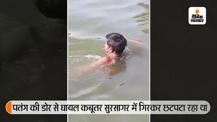 बिटिया ने कहा-पापा, जल्दी जाओ, कबूतर को बचाओ, तब पिता ने छटपटाते कबूतर को तालाब से निकाला