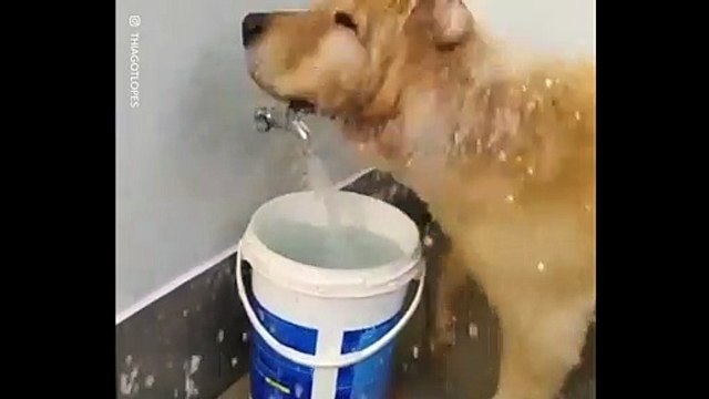 Ce chien a une façon très particulièrement de boire de l'eau !