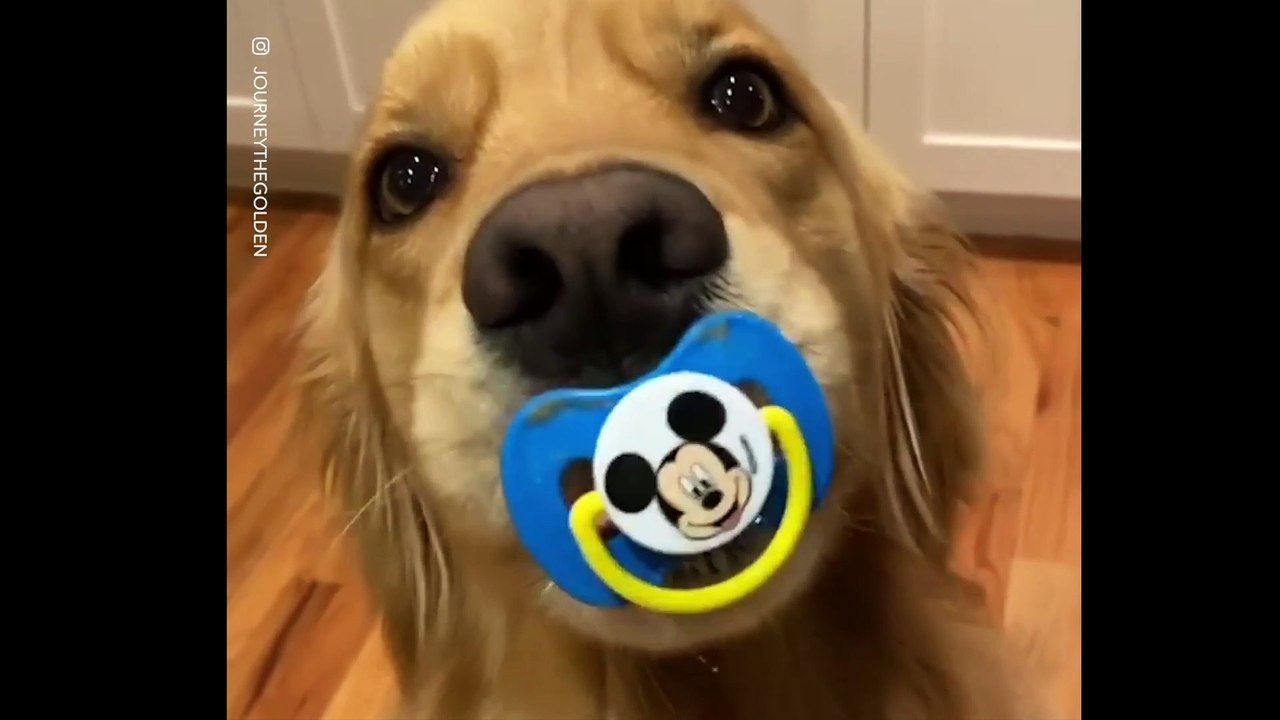 Ce chien à un doudou trop mignon !