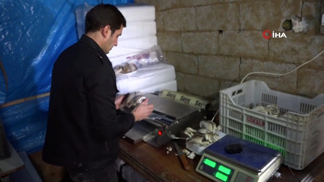 Evinin Bodrum Katında Hobi Olarak 'İstiridye Mantarı' Üretti Siparişlere Yetişemiyor