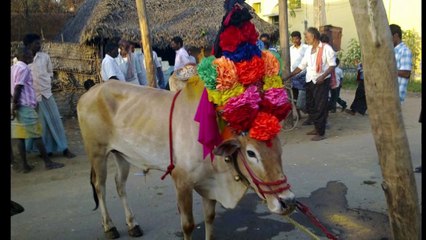 JalliKattu: ஜல்லிக்கட்டு The Game Of Pride.