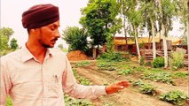 How to start organic cultivation at home  what is organic cultivation tricoderm, biogas plant se kren suruwaat