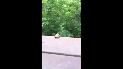 Suicide d'une grenouille : elle saute d'un pont !