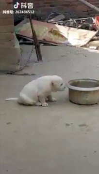 Ce chiot imite le chant du coq : hilarant !