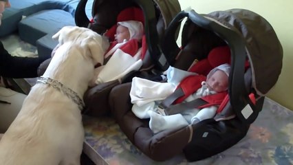 Powitanie dzieci. Zokor w roli głównej