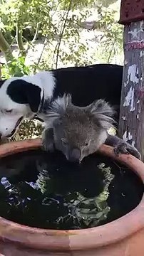 Un Koala ayant survécu au feu de brousse en Australie a trouvé une nouvelle famille.
