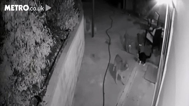 Un chat se défend bravement contre trois coyotes affamés