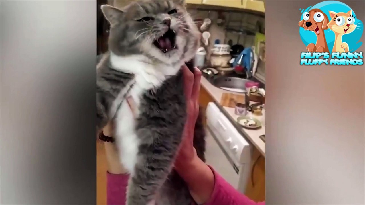 OMG-TOP-FUNNIEST-Cats-And-Dogs-Can-Speak-English-animals-speak