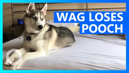 Dog-walking app Wag loses another doggo