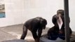Monkey see, monkey read! Chimpanzees spotted inspecting newspapers at Chinese zoo