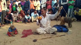 The monky good play - Funny Video | Comedy Video From My Phone