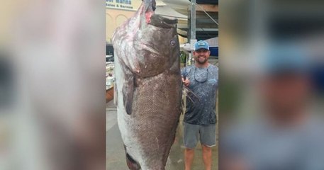 Un mérou de 159 kilos, âgé de 50 ans, pêché en Floride