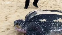 Leatherback sea turtle returns to the ocean after laying 111 eggs