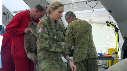 معالجة عشرات حيوانات الكوالا في مستشفى ميداني في جزيرة الكنغر