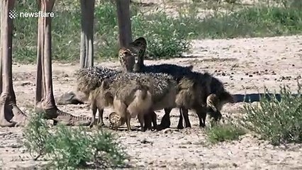 Flock of newborn ostriches in South Africa will melt your heart