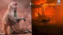 Australia bushfire |Australia wildfire | In Australia 50crore Animals died