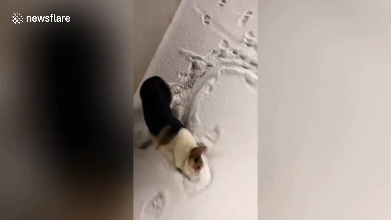 Hilarious moment corgi experiences playing in the snow for the first time