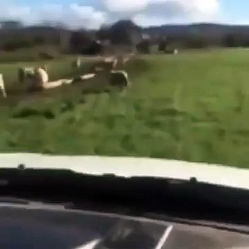 Insolite : ce mouton matte ses dames tranquillement dans une voiture, avec les lunettes aux yeux.
