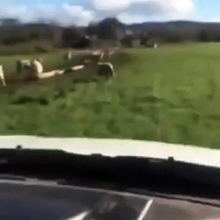 Insolite : ce mouton matte ses dames  tranquillement dans une voiture, avec les lunettes aux yeux.