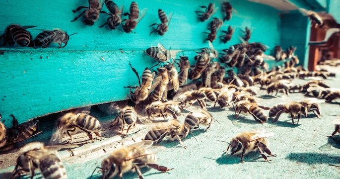 À Vanves, 30 000 abeilles décimées suite à un acte de vandalisme