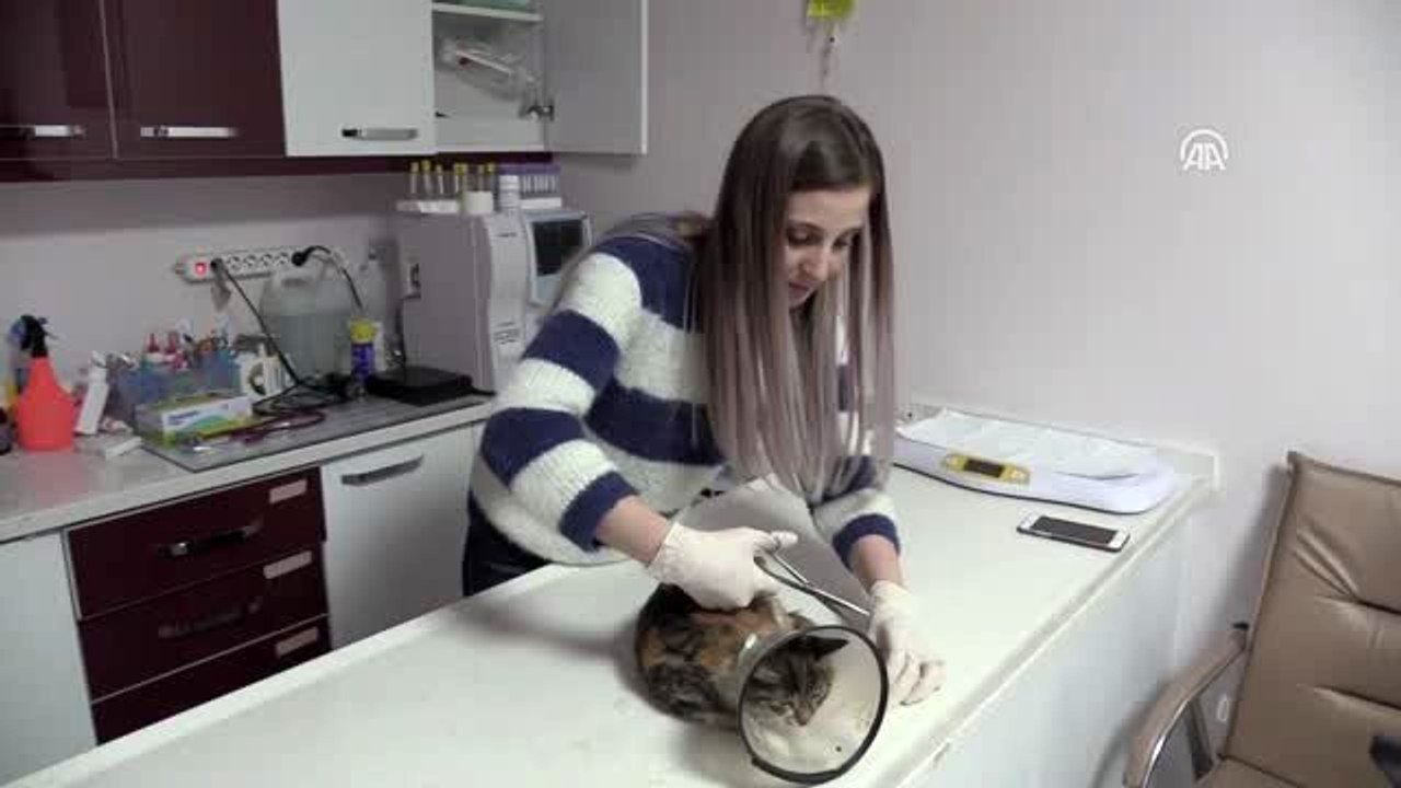 Yaralı bulunan yavru kedi tedavi edilerek korumaya alındı