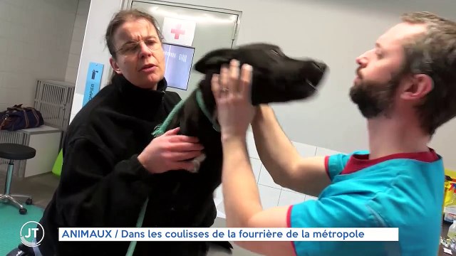 ANIMAUX/ Dans les coulisses de la fourrière de la métropole