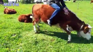 Super Funny Moments Human and Animals Fails of 2019 Weekly Compilation