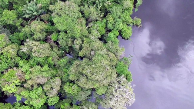 Trauriger Rekord: Amazonas-Regenwald schrumpft immer schneller