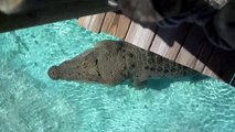 Ce crocodile énorme saute hors de l'eau et surprend les touristes