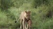 Quand une lionne prend sous sa protection un jeune gnou... Du jamais vu