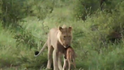 Quand une lionne prend sous sa protection un jeune gnou... Du jamais vu