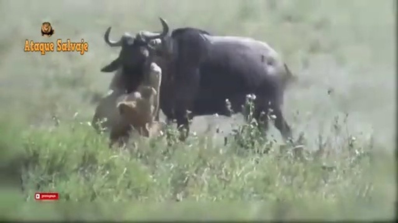 Bufalo Salva a su Bebe de Leon Salvaje. Big Battle. Wildebeest Save Baby From Lion Hunting