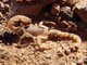 SCARY! 4 Types of scorpions crawling around the Valley - ABC15 Digital