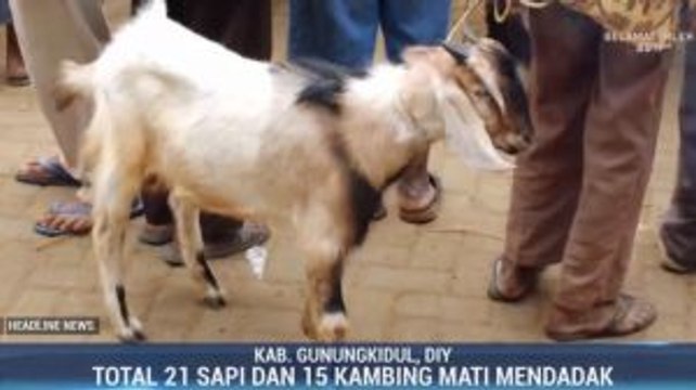 Puluhan Hewan Ternak di Gunungkidul Diduga Terjangkit Antraks