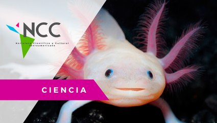 Ajo­lo­te me­xi­cano, el mons­truo del agua que se en­fren­ta a la ex­tin­ción