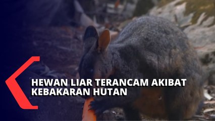 Kebakaran Hutan Australia Mengancam Keberadaan Satwa Liar