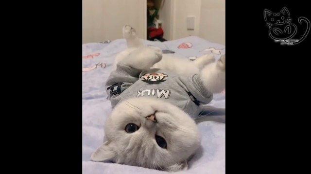 CUTENESS OVERLOADED SOBRECARGA DE TERNURA GATITOS KITTENS