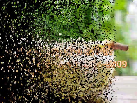 GROSIR, WA 0812-2707-5809, Benih Durian Asfa50 Kalimantan Barat