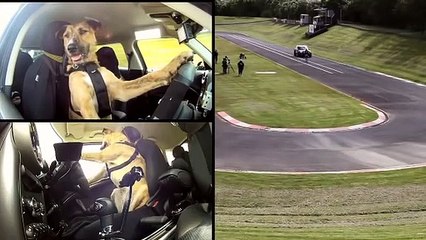 Meet_Porter._The_World's_First_Driving_Dog.(360p)2020