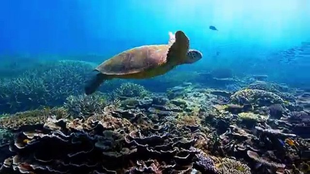 David Attenborough: A Life On Our Planet - Trailer