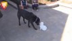 Cute Puppies Playing with Big Dogs Compilation - Funny Dog Videos